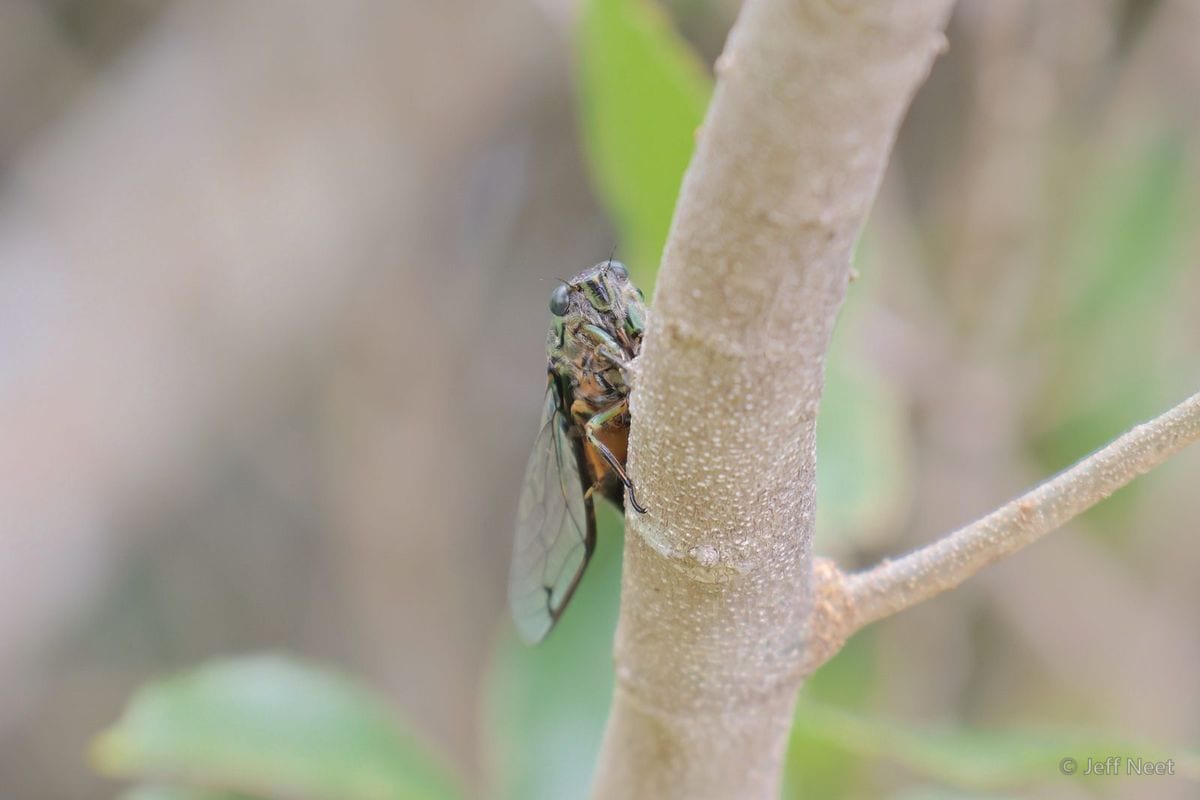 Small brown insect with clear wings clings to a pale branch against a soft green and grey background.