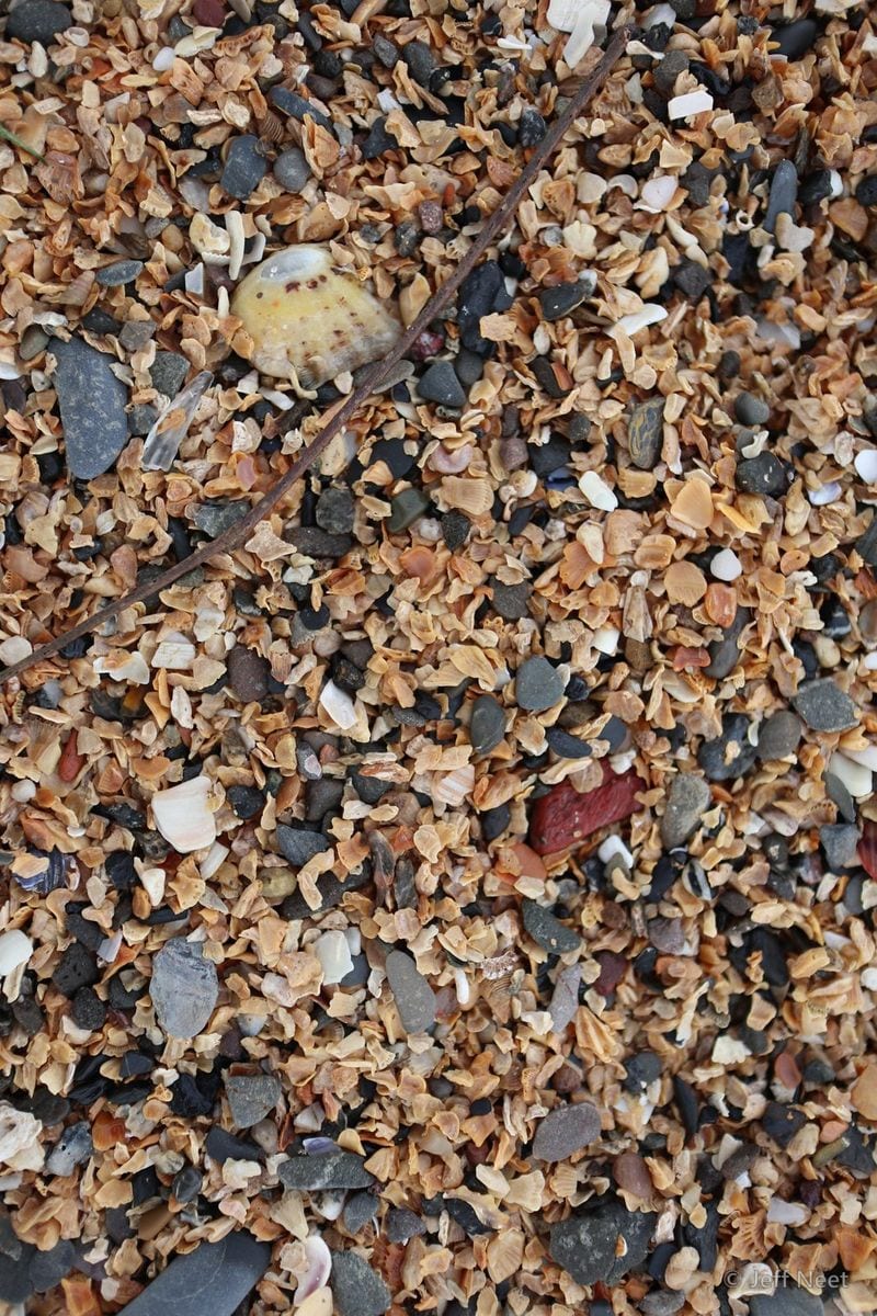 Crushed brown and white shell fragments and grey pebbles cover the sand, with a thin stick across.