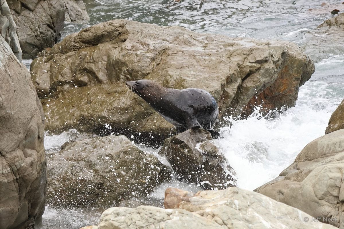 A seal crouches on a rock with spray splashing around it and white surf breaking behind.