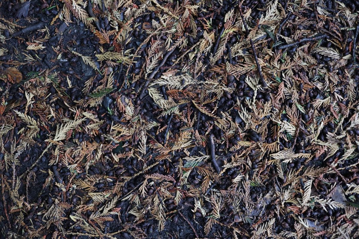 Fine feathery brown-green sprigs lie scattered over a dark, damp ground.