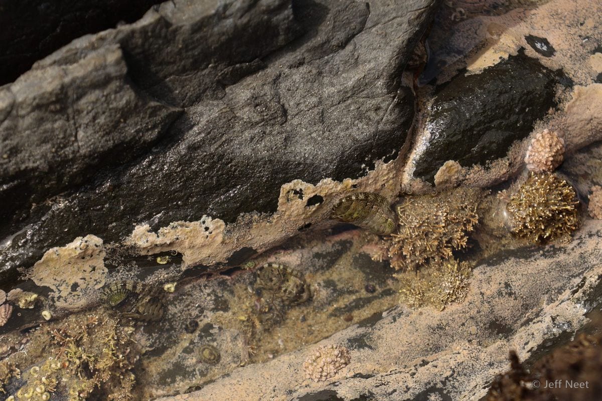Wet dark rock shelf with pale sand and small clusters of green-brown seaweed in pools.