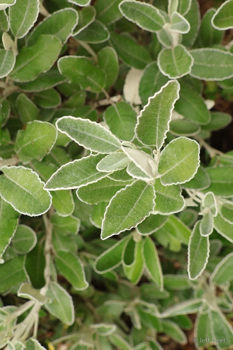 Grey-green oval leaves with pale silvery edges crowd a dense shrub in soft light.