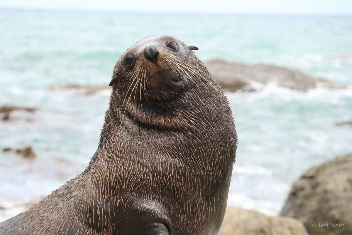 A seal's head and shoulders fill the frame against a blurred sea, looking up.