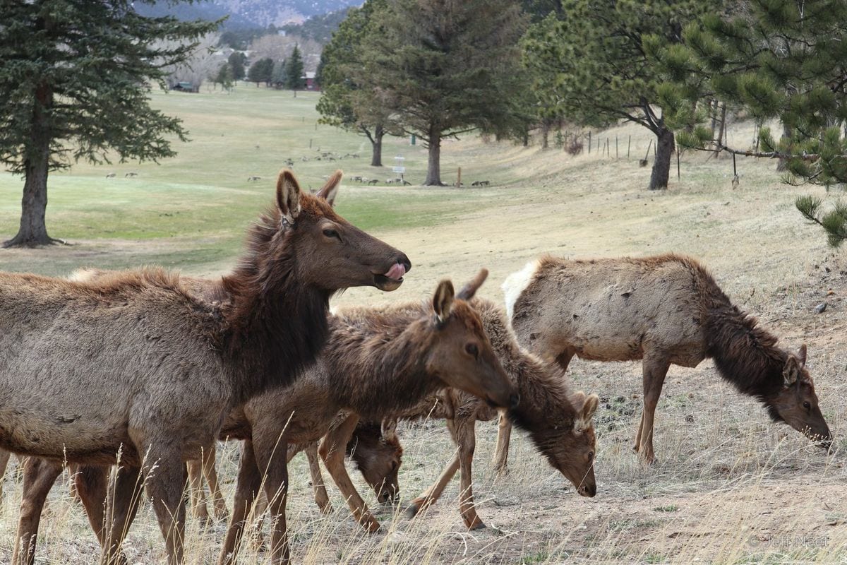 Several brown elk graze on dry grass beside pine trees, one with its mouth open, under a hazy sky.