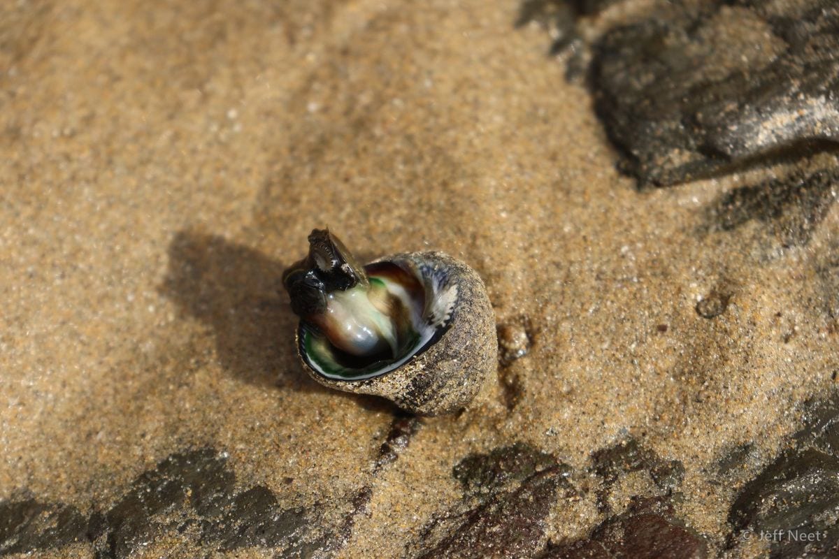 Small shell with a glossy iridescent interior, green and pink, lies on tan sand beside dark rock.