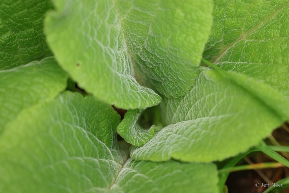 Broad pale green leaves with wrinkled, veined surfaces curl around each other in close view.