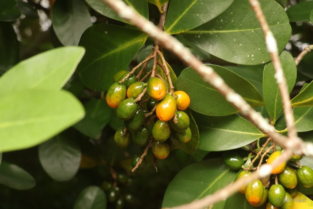 Clusters of orange and green berries hang from thin branches among dark glossy leaves.