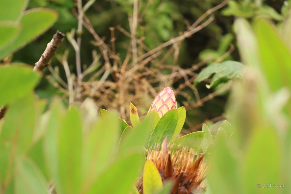Pink-tipped bud rises among green leaves and dry twigs in soft focus.