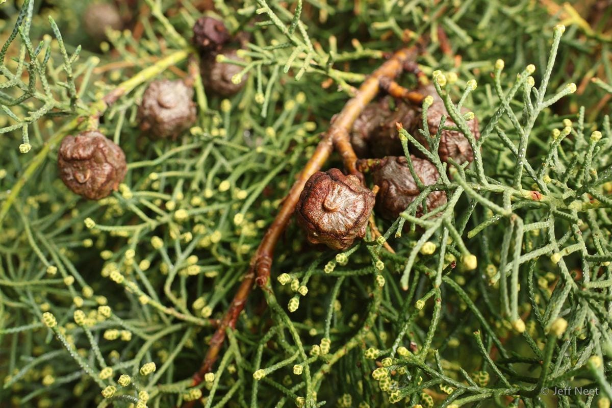 Close view of brown woody cones among fine green foliage flecked with small yellow tips.