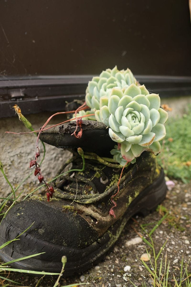 Pale green rosette succulent grows from a worn black boot lying on grass and stones in soft light.