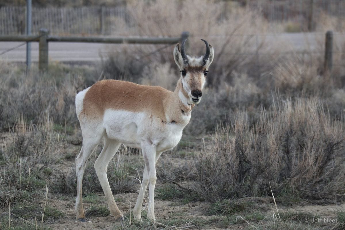 A pronghorn with a tan and white coat and short black horns stands on dry scrub beside a wooden fence.