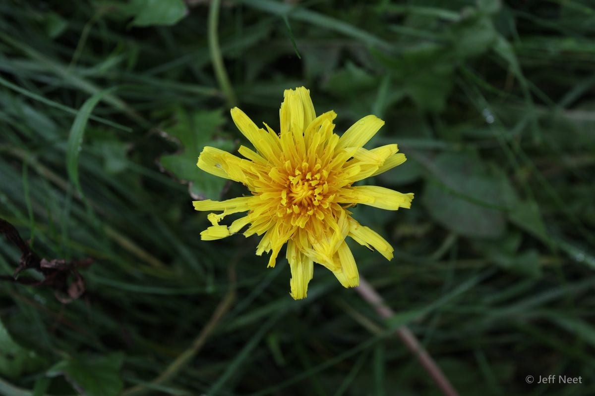 Single yellow flower head with narrow petals rises above green grass on a dark background.