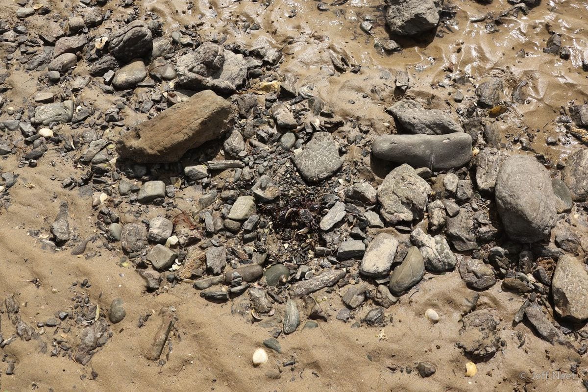 Wet grey and dark pebbles, some green-weeded, lie scattered across pale sand with small white shells.