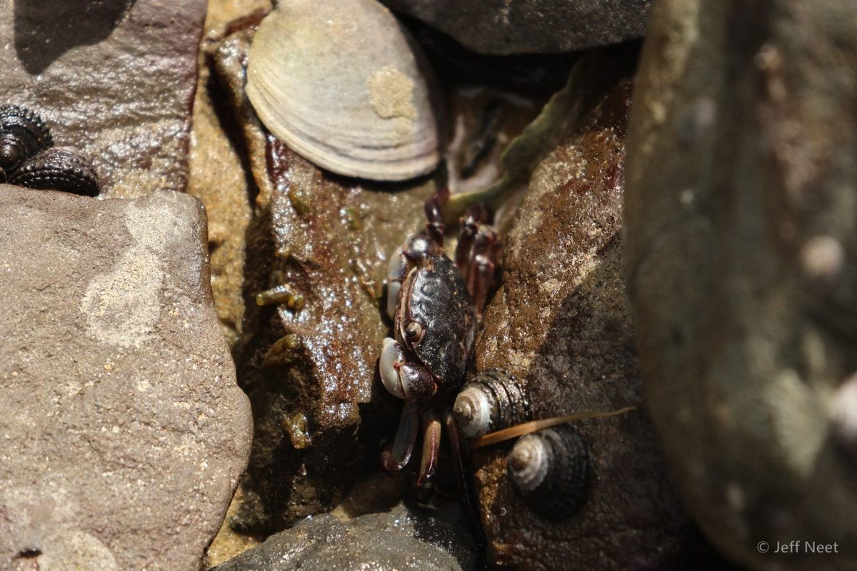 Small dark crab sits between snail shells and a pale clam shell on a wet rock.