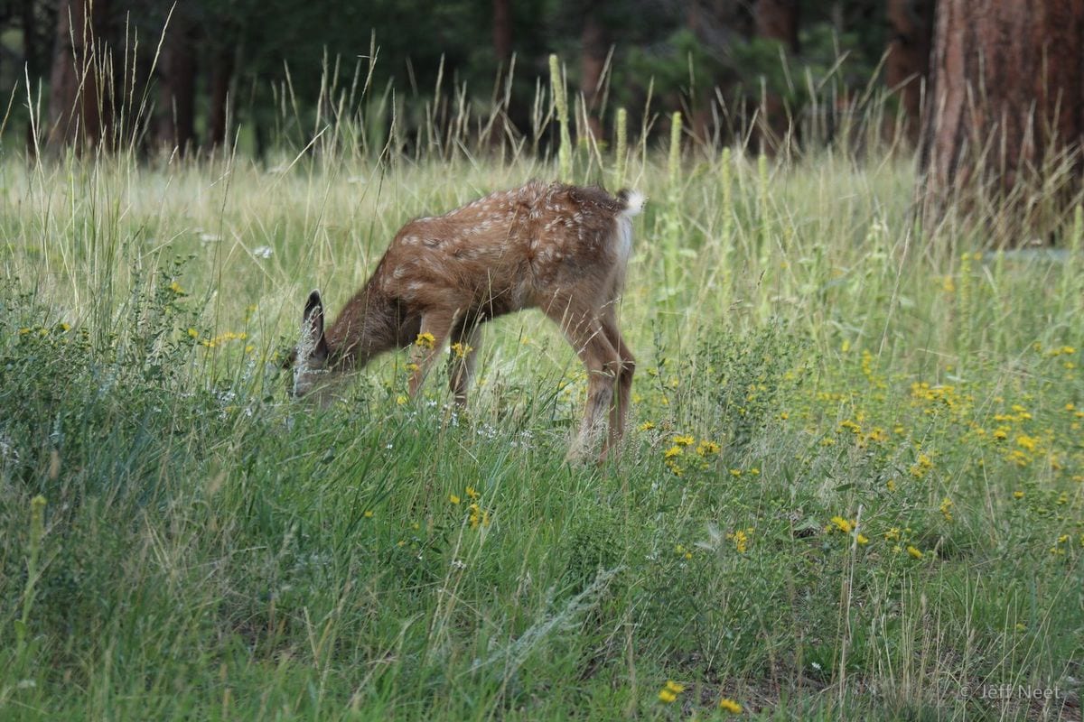A spotted fawn lowers its head to graze in tall green grass with yellow wildflowers beneath dark tree trunks.