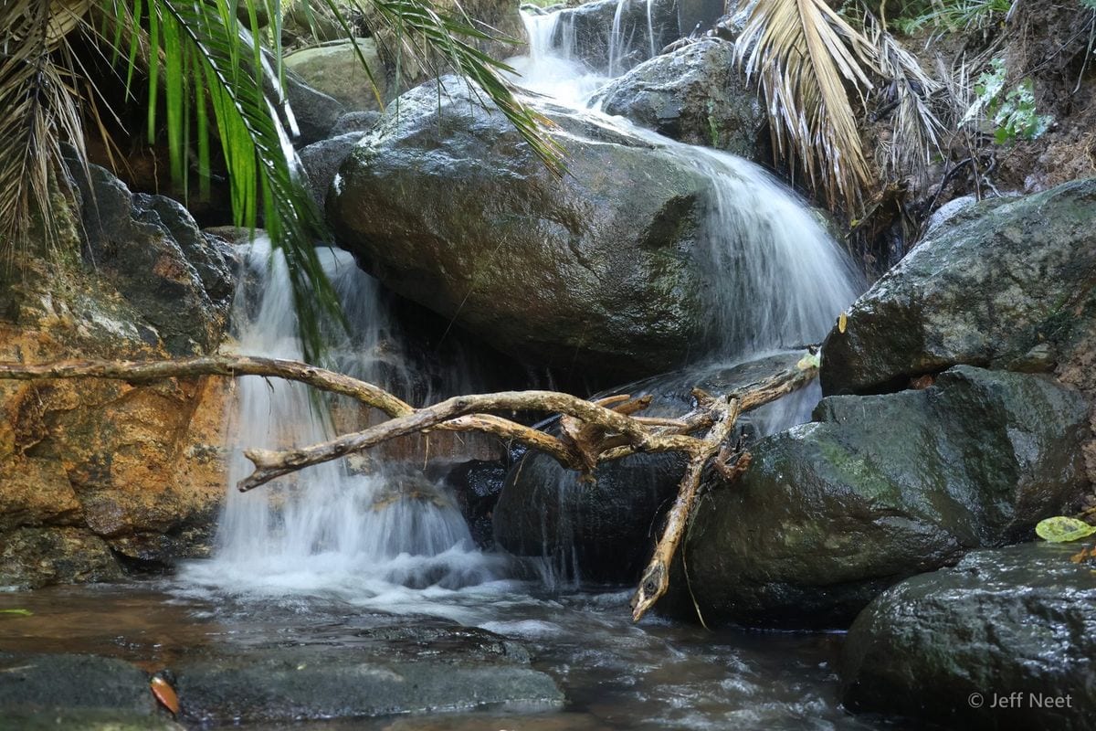 A pale fallen branch lies across a rushing waterfall, with white water, rocks and palm fronds around it.