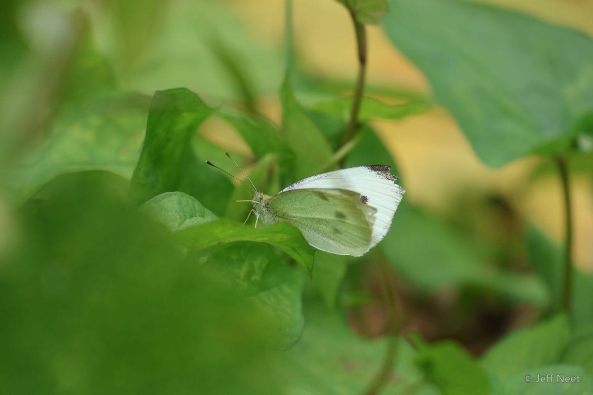 Pale butterfly with grey-speckled wings rests among green leaves against a blurred green background.