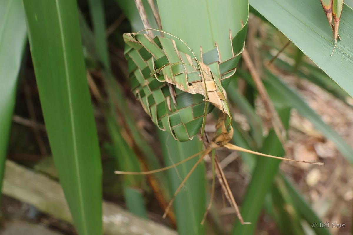 Green and tan plaited strips form a small woven lattice hanging from a leaf, with a long-legged insect beside it.