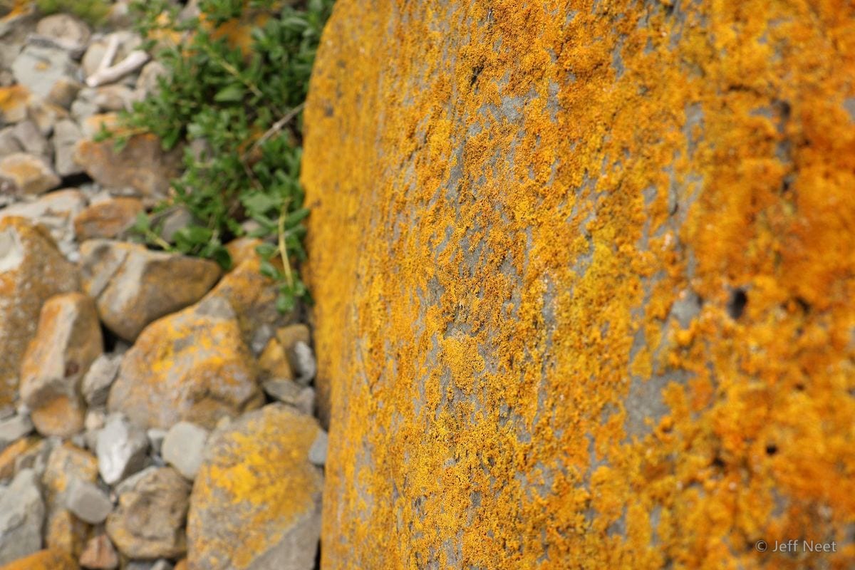 Bright orange lichen covers a rock face beside grey stones and green plants in daylight.