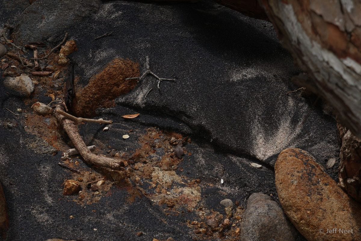 Dark sand with a pale twig, rust-brown stones and a rounded pebble, with bark at the upper right.