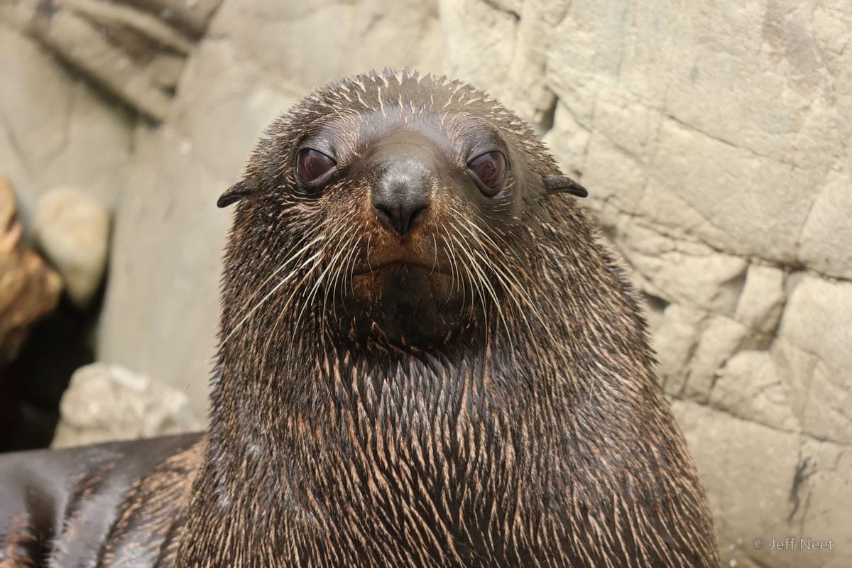 A dark seal looks straight into the camera, whiskers spread, with rock textures in the background.