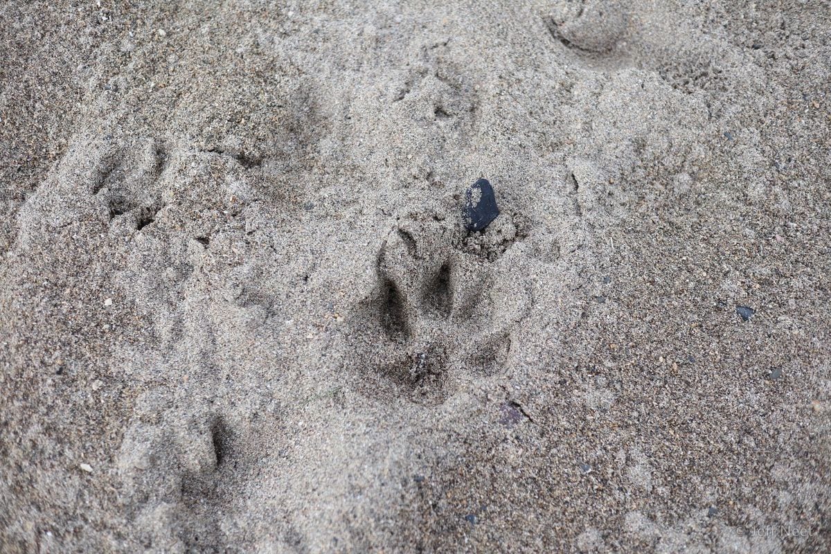 Sand with faint animal paw prints and a dark pebble, in soft grey light.