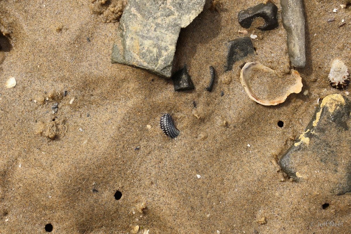 Scattered shell pieces, stones and a ribbed shell lie across tan sand with small holes.