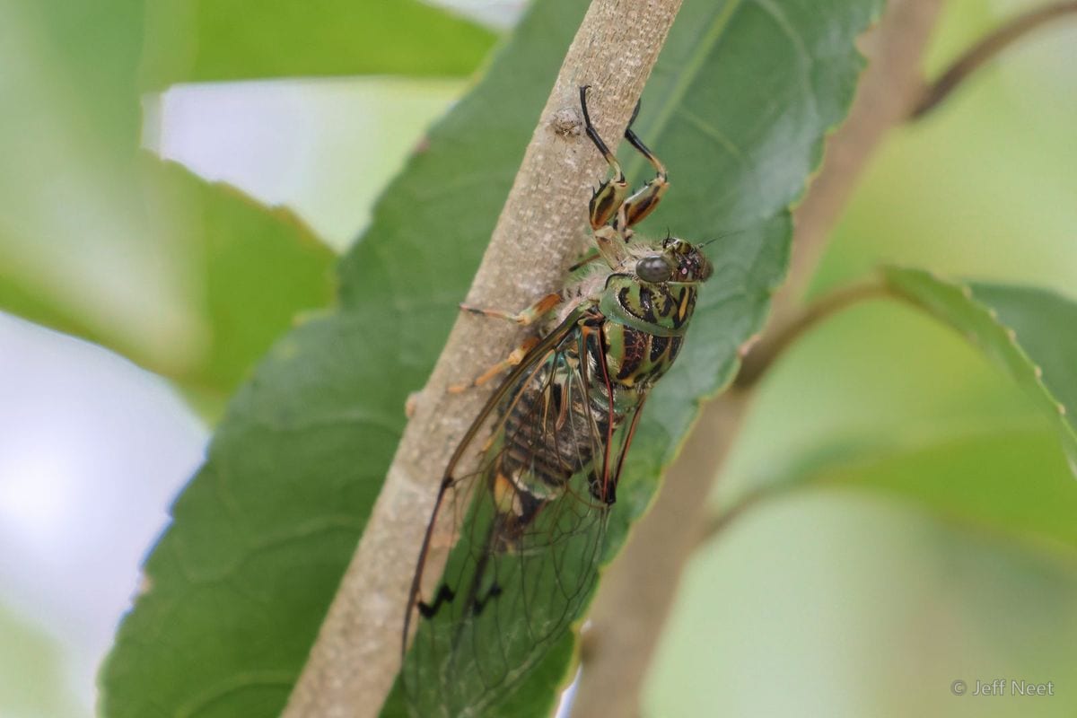 Green and black cicada clings to a pale stem beside a broad green leaf, seen from the side.