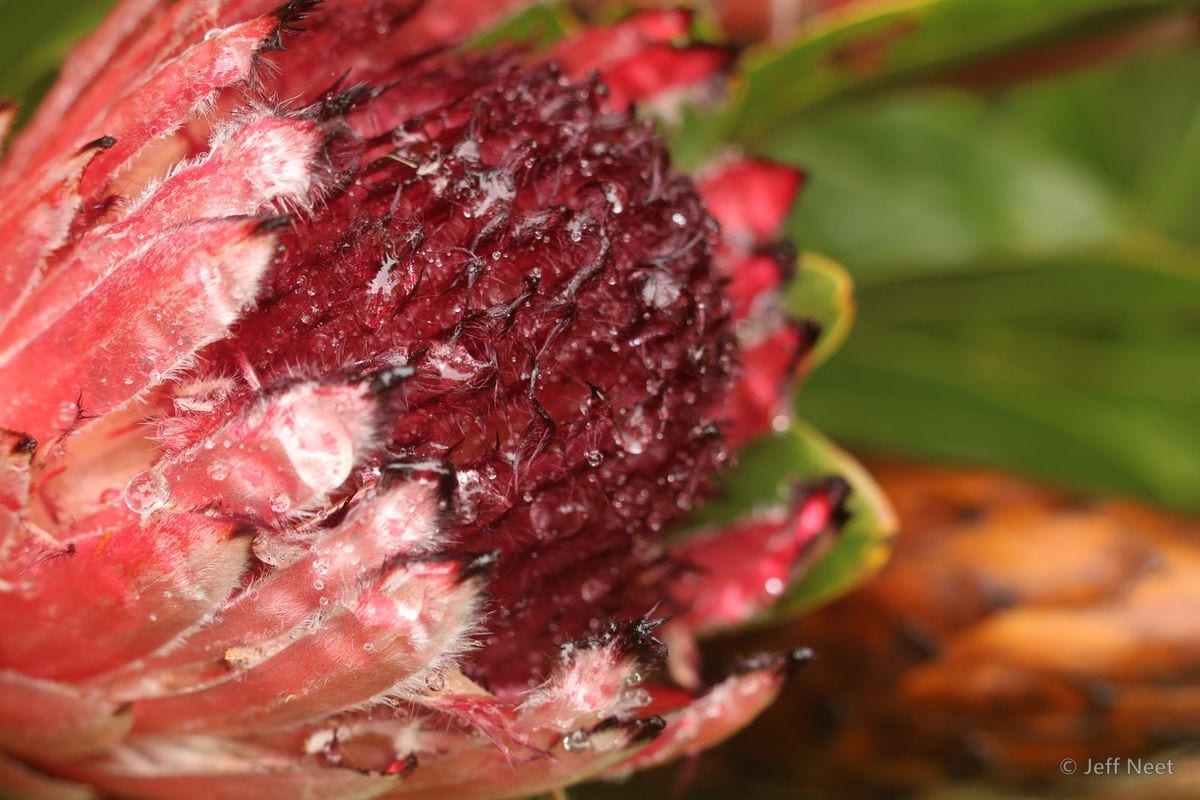 Red and pink flower head with a dark maroon centre, its bracts beaded with water droplets.