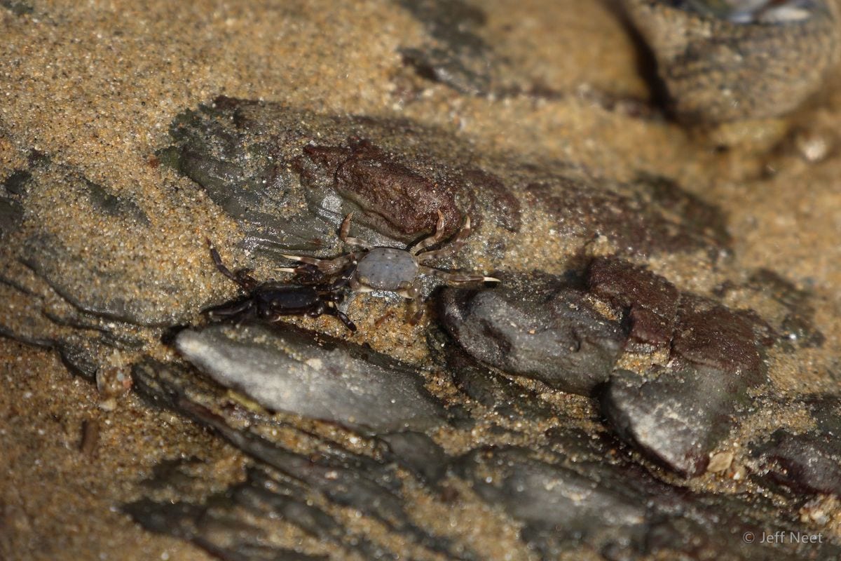 Two small dark crabs sit on wet rock and sand, one partly hidden behind a grey stone.