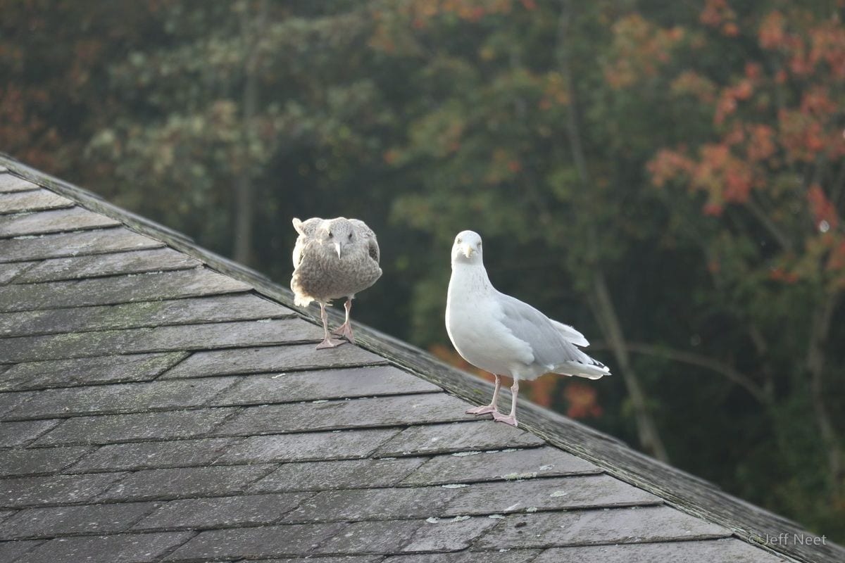 Two birds stand on a grey slate roof, one brown and mottled, one white, with autumn-coloured trees blurred behind.