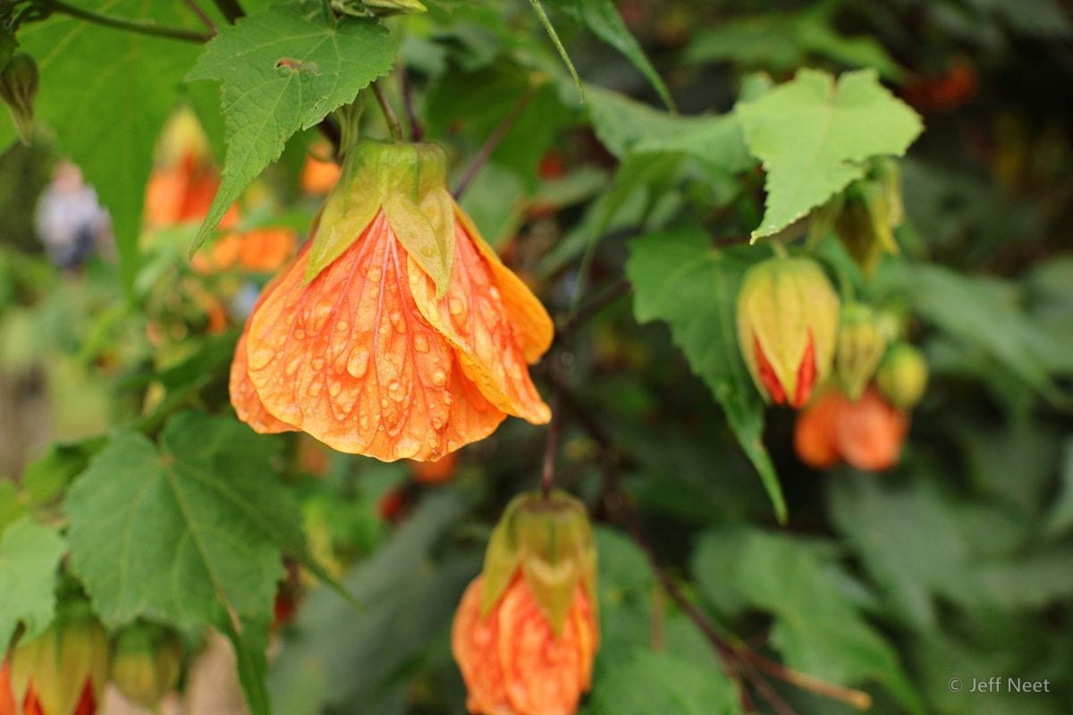 Orange bell-shaped flowers beaded with water droplets hang among green leaves against blurred foliage.