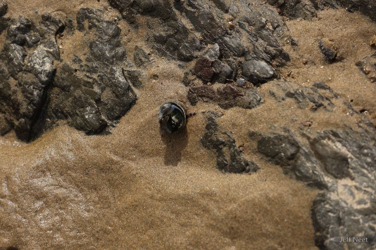 A single small dark shell lies on tan sand beside a grey rock, casting a shadow.