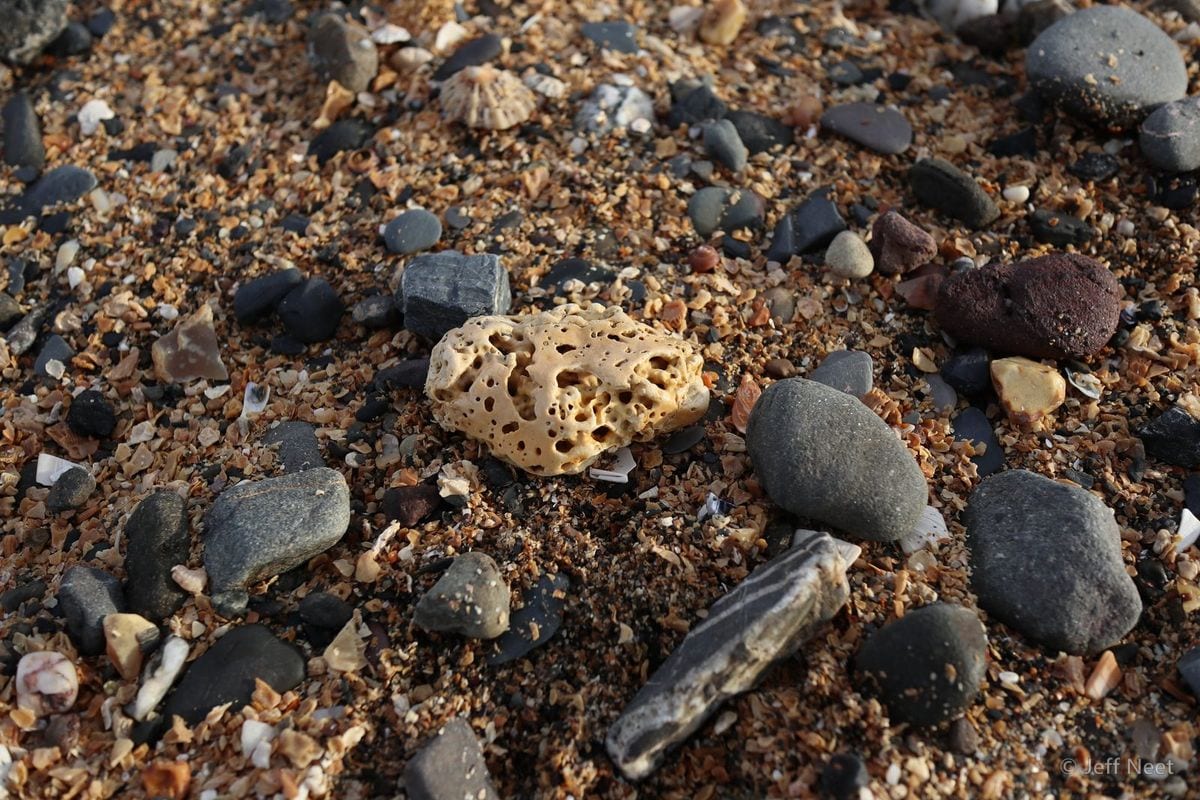 Pale perforated shell and grey stones lie on tan sand in warm, low light.