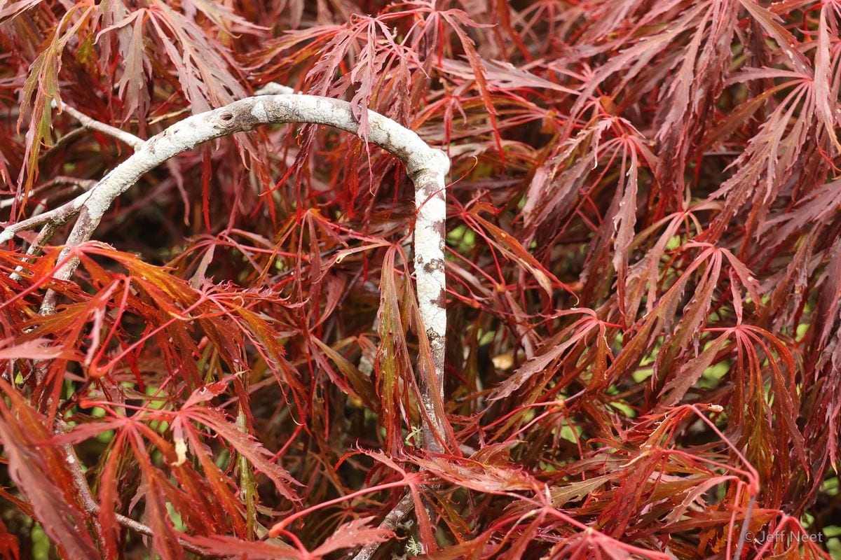 Red-orange fine-leaved foliage with a pale curved branch arching across the frame.