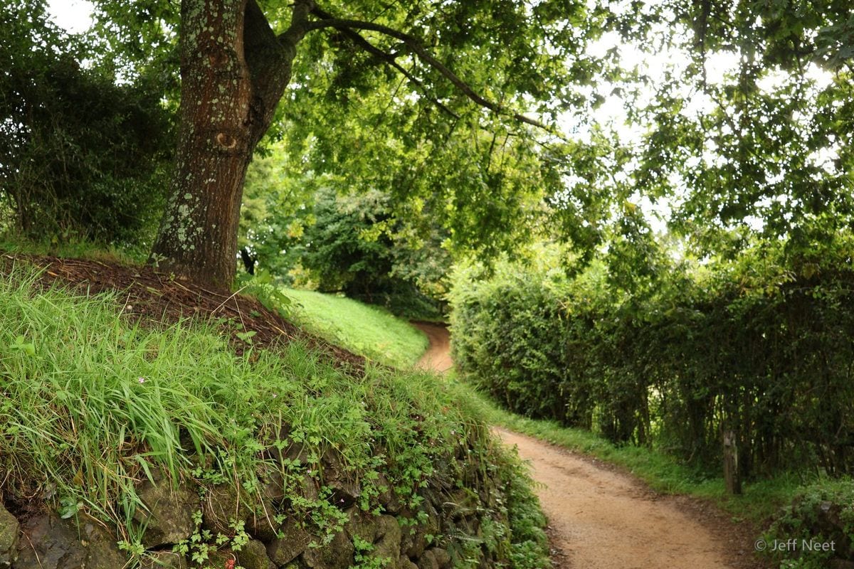 A dirt path curves between a large tree trunk and a dense hedge, with green grass on the bank beside it.
