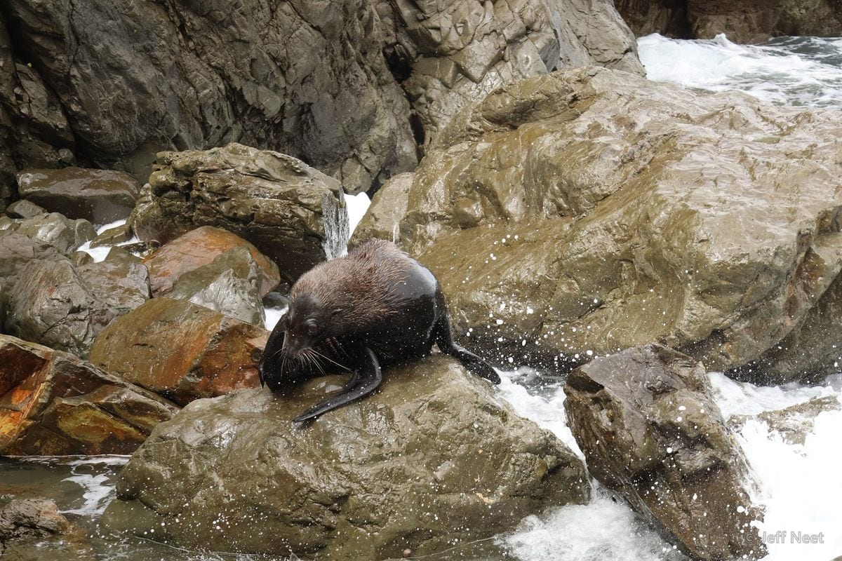 A dark seal lowers its head on a rock with spray and white water splashing around it.