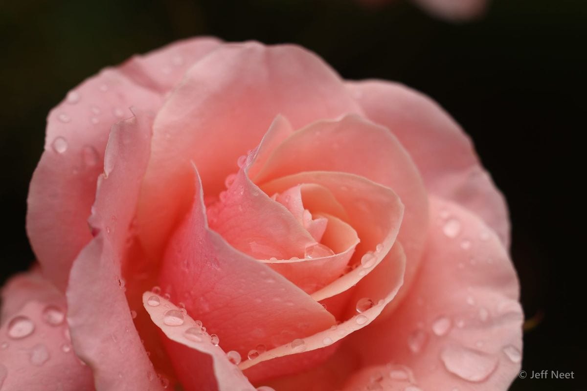 Pale pink rose with water droplets on its petals against a dark, blurred background.