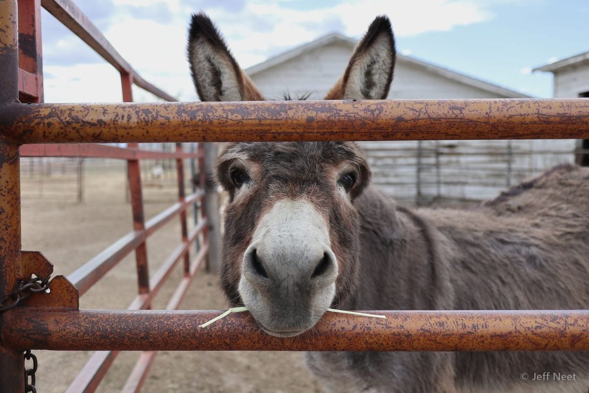 A grey-brown long-eared animal rests its muzzle on a rusty orange gate, with a pale barn and dull sky behind.