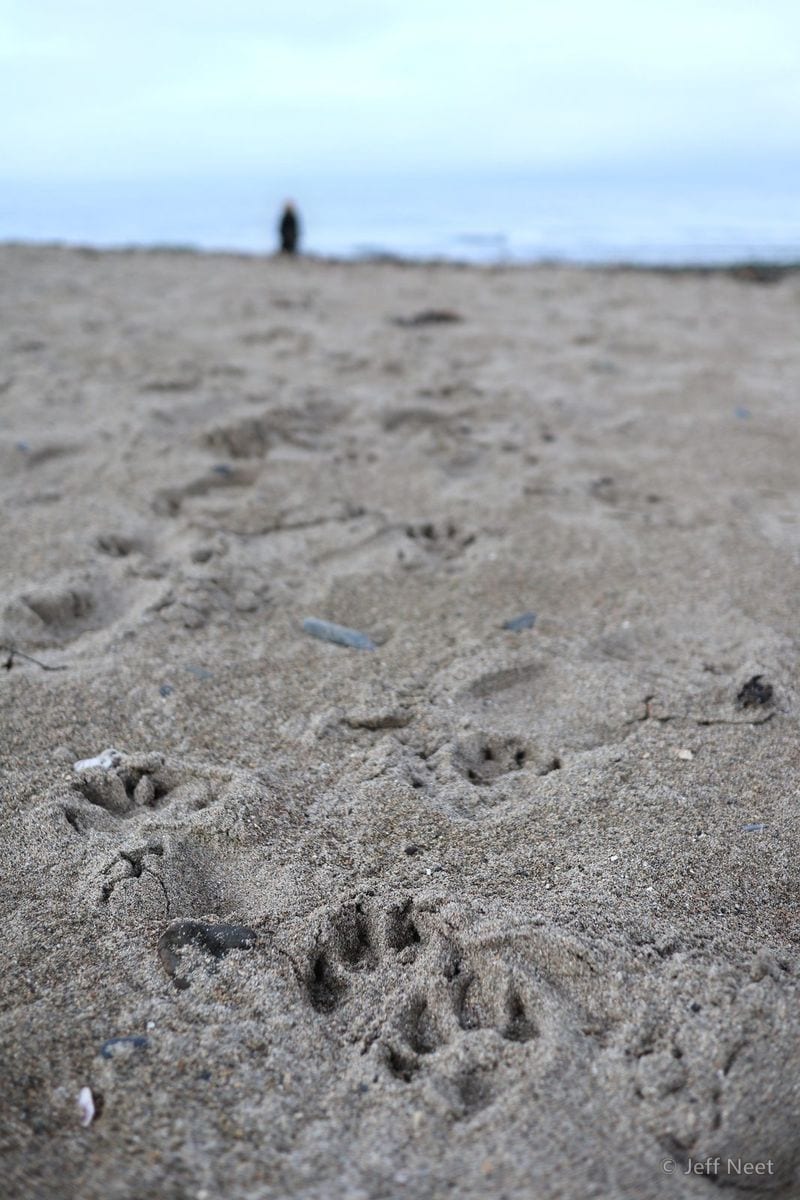 Pale sand marked with animal paw prints in the foreground, a distant figure at the water's edge under a grey sky.