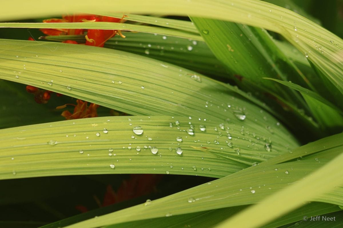 Long green blades beaded with water droplets, with patches of orange-red flowers at the left.