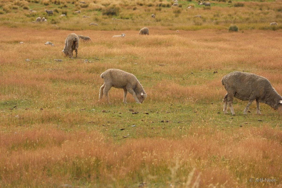 Woolly animals feed in tall golden grass across a pasture, with a dark wooded hillside behind.