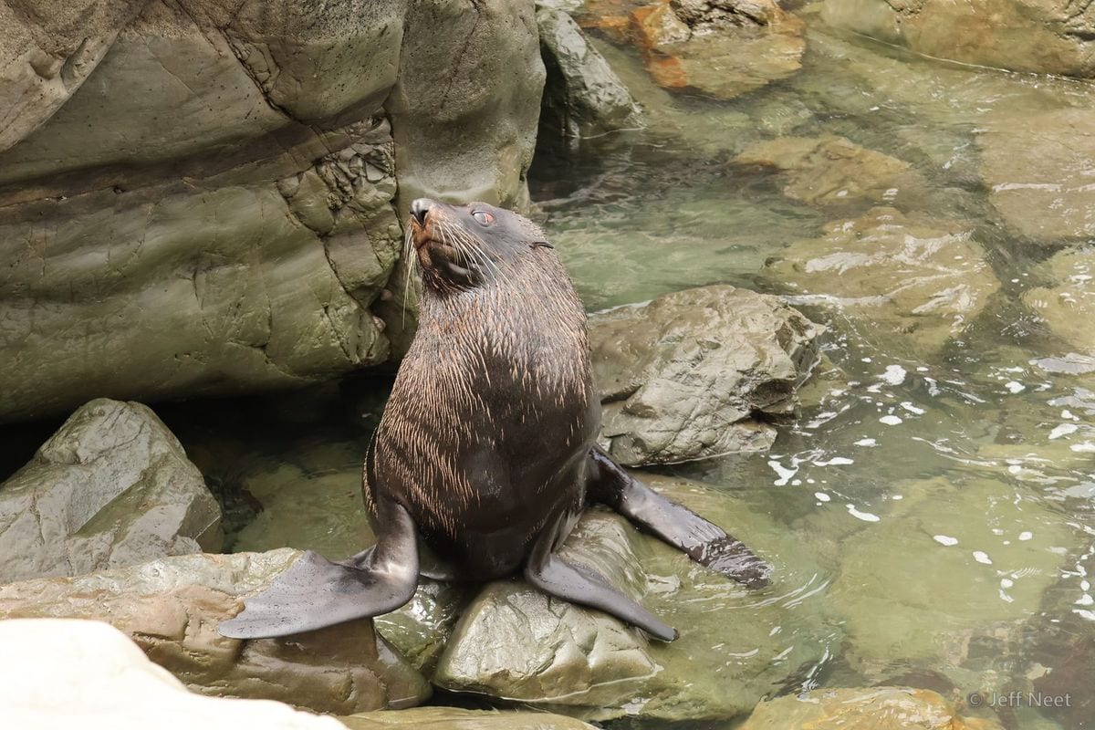 A seal stands upright on a rock in shallow water, flippers out, head raised, with grey rocks behind.